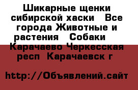 Шикарные щенки сибирской хаски - Все города Животные и растения » Собаки   . Карачаево-Черкесская респ.,Карачаевск г.